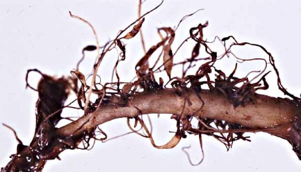 Root knot nematode symptoms
